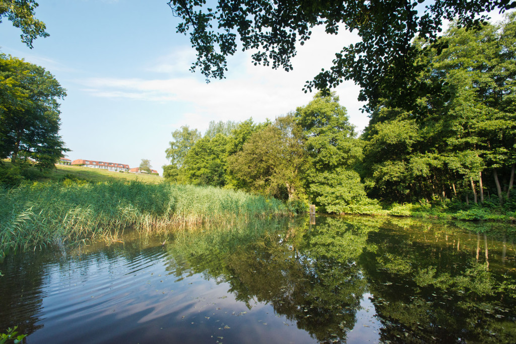 Weiher Sommer (2)